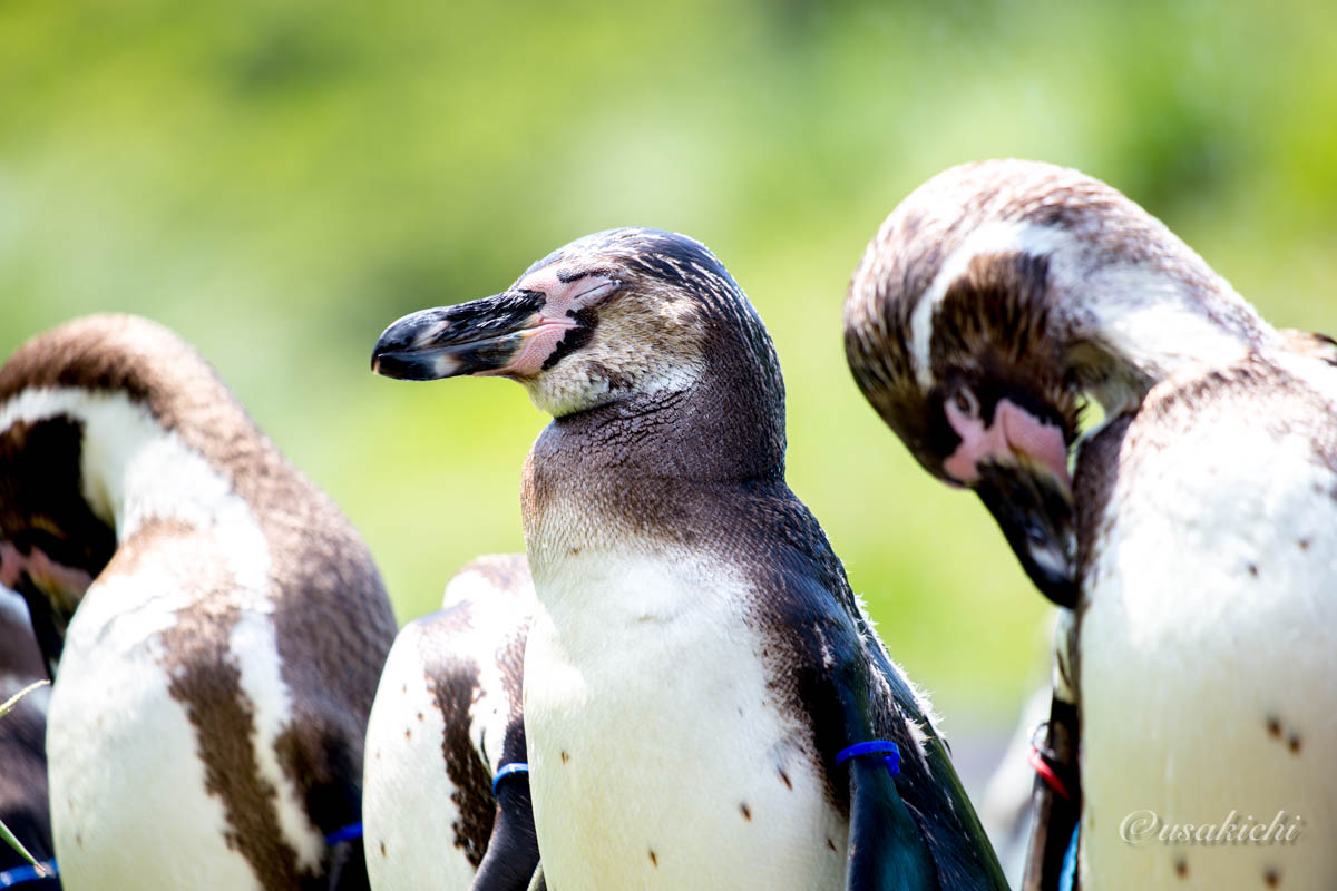 フンボルトペンギン@埼玉県こども動物自然公園