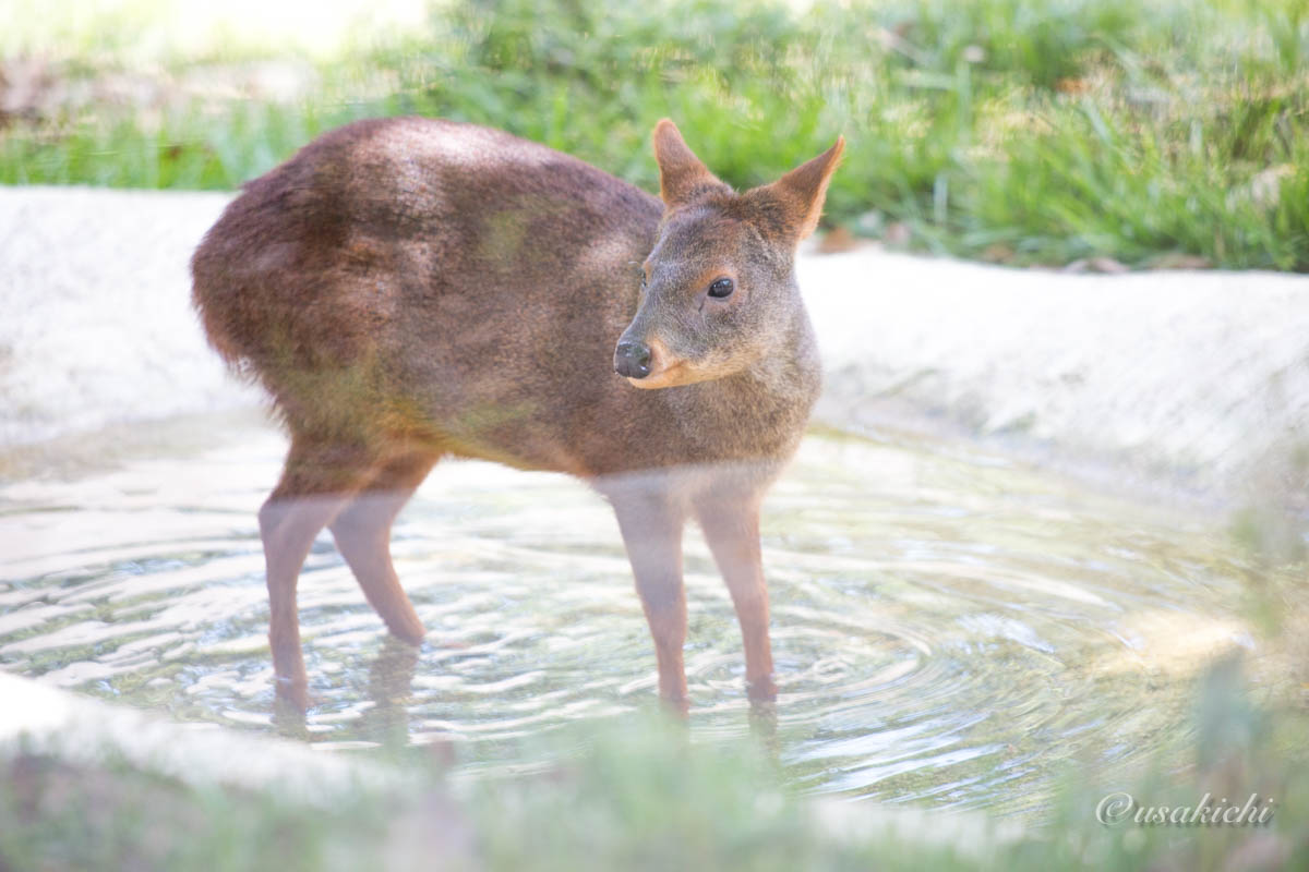プーズー@埼玉県こども動物自然公園